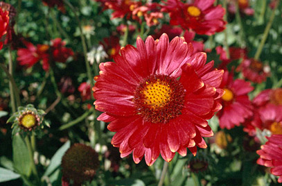 Gaillardia grandiflora